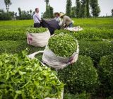 دستور معاون اول رئیس‌جمهور برای پرداخت مطالبات چایکاران