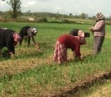 ۱۱۰ هزار هکتار از اراضی شالیزاری استان کشت دوم شدند