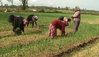 ۱۱۰ هزار هکتار از اراضی شالیزاری استان کشت دوم شدند