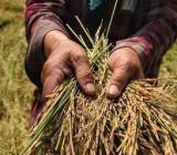 تأسیس بزرگ‌ترین پالایشگاه برنج با سرمایه‌گذاری ۲۵۰ میلیاردی