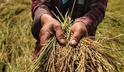 تأسیس بزرگ‌ترین پالایشگاه برنج با سرمایه‌گذاری ۲۵۰ میلیاردی