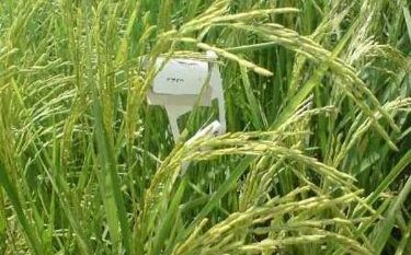 ترویج فرهنگ کشاورزی با استفاده از سموم بیولوژیک