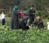 آمادگی تعاون روستایی گیلان برای خرید محصولات کشت اول و دوم