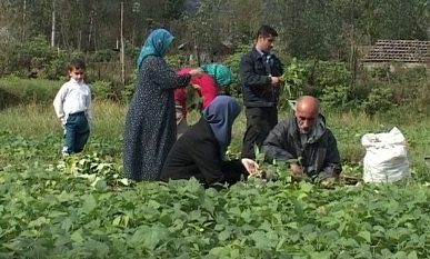 آمادگی تعاون روستایی گیلان برای خرید محصولات کشت اول و دوم