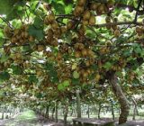 آغاز برداشت کیوی در ۴۵ هکتار از باغات شفت