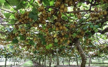 آغاز برداشت کیوی در ۴۵ هکتار از باغات شفت
