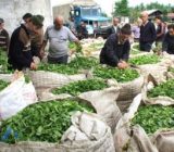 خرید برگ سبز چای ۳۰ مهر به پایان می‌رسد