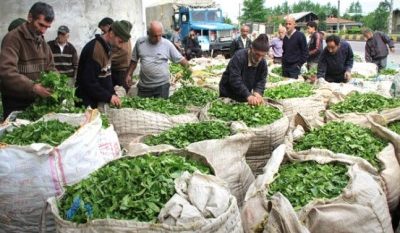 خرید برگ سبز چای ۳۰ مهر به پایان می‌رسد