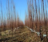تولید ۶۰۰ هزار اصله نهال مثمر در نهالستان های گیلان