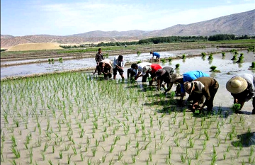 نوع‌دوستی “شفتی‌ها”، از طلا تا زمین مزروعی برای یاری مقاومت