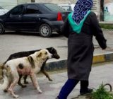 خطر توزیع غذا بین حیوانات بی‌صاحب گیلان را تهدید می‌کند