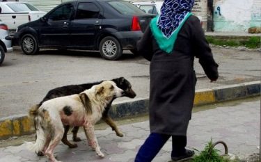خطر توزیع غذا بین حیوانات بی‌صاحب گیلان را تهدید می‌کند