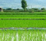 طرح جهش تولید برنج در شالیزارهای گیلان اجرا می شود