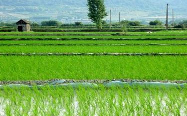 طرح جهش تولید برنج در شالیزارهای گیلان اجرا می شود