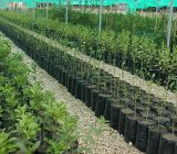 بیش از یک میلیون اصله درخت در بین شهرداری های گیلان توزیع می شود