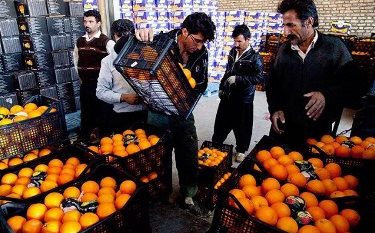 آغاز عرضه میوه تنظیم بازار نوروز از ۲۰ اسفند 