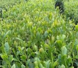 قیمت تضمینی برگ سبز چای در          سال         ۱۴۰۴
