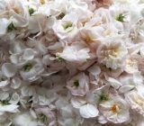 «گیلده» گلاب و گام‌های ناتمام توسعه