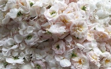 «گیلده» گلاب و گام‌های ناتمام توسعه