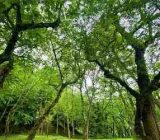جنگل‌های گیلان میراثی ارزشمند؛ نیازمند حفاظت همه جانبه