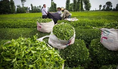 حمایت جدی دولت و مجلس از صنعت چای و چایکاران