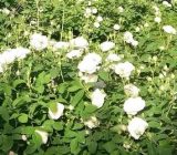 گیلان نیز به عطر    گل‌     محمدی      آگین      شد