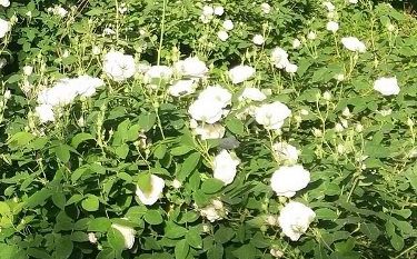گیلان نیز به عطر    گل‌     محمدی      آگین      شد
