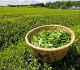 برداشت   برگ سبز     از          باغات   چای      شفت    آغاز   شد