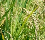 انتقال دانش به مزرعه؛ مسیر روشن شالیکاری گیلان