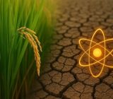 برنج هسته‌ای ایرانی راهی برای عبوراز بحران آب و کاهش وابستگی