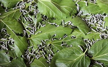 نوغانداران سریع‌تر اقدام کنند