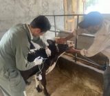 اجرای واکسیناسیون تب برفکی دام‌ها از ۱۰ تیر در گیلان