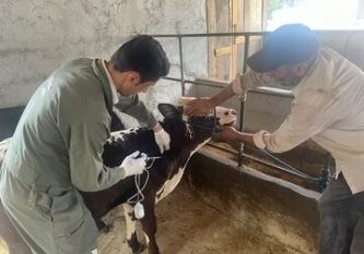 اجرای واکسیناسیون تب برفکی دام‌ها از ۱۰ تیر در گیلان