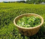 واریز ۶۱۴ میلیارد تومانی بهای برگ سبز به حساب چایکاران
