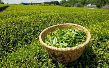 واریز ۶۱۴ میلیارد تومانی بهای برگ سبز به حساب چایکاران