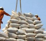 واردات برنج نباید به کشاورزان شمال ضرر بزند