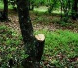 درخت نباید قطع شود/ در حفاظت از جنگل ها با کسی تعارف نداریم