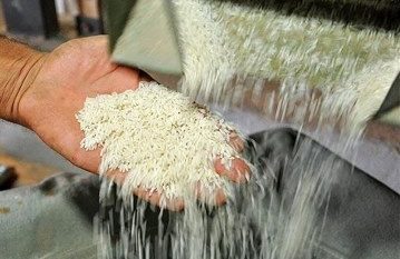 نرخ تبدیل شلتوک به برنج سفید در گیلان ابلاغ شد