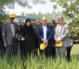 رونمایی از ۳ رقم جدید پرمحصول برنج ایرانی