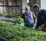 واردات چای به        کارخانجات        واگذار          شد