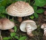 معاون بهداشتی علوم پزشکی گیلان نسبت به استفاده از قارچ‌ سمی هشدار داد