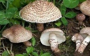 معاون بهداشتی علوم پزشکی گیلان نسبت به استفاده از قارچ‌ سمی هشدار داد