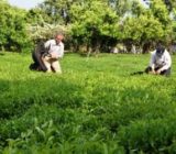 چایکاران برای دریافت تسهیلات اصلاح، احیا و به زراعی اقدام کنند