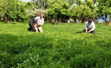 چایکاران برای دریافت تسهیلات اصلاح، احیا و به زراعی اقدام کنند