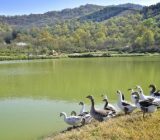احیاء هزار هکتار آب‌بندان‌ در گیلان آغاز شد