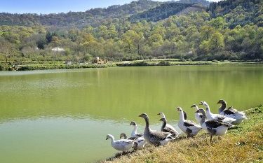 احیاء هزار هکتار آب‌بندان‌ در گیلان آغاز شد