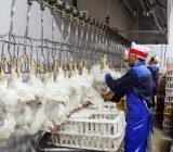نبود کشتارگاه طیور در شفت خلأ اساسی در تکمیل زنجیره تولید است