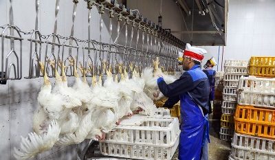 نبود کشتارگاه طیور در شفت خلأ اساسی در تکمیل زنجیره تولید است