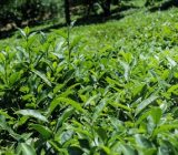 قیمت خرید تضمینی برگ سبز چای اعلام شد