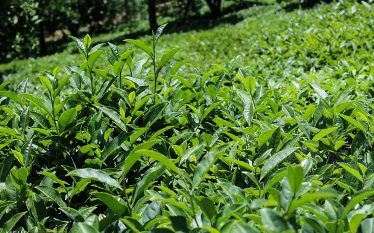 قیمت خرید تضمینی برگ سبز چای اعلام شد